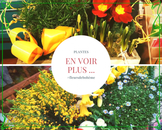 magasin de fleurs - plantes - bonzai