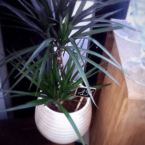 plante d'exterieur ou interieur vendu en pot