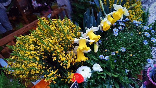 plante d'exterieur chez fleurs de boheme