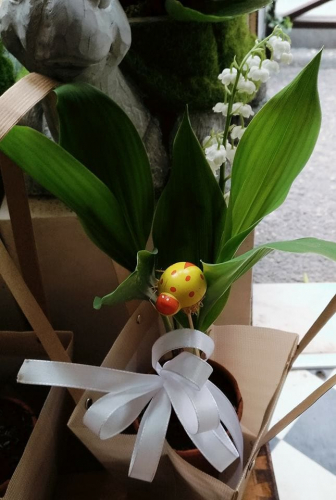 brin de muguet pour le 1er mai porte bonheur pour les laurentins