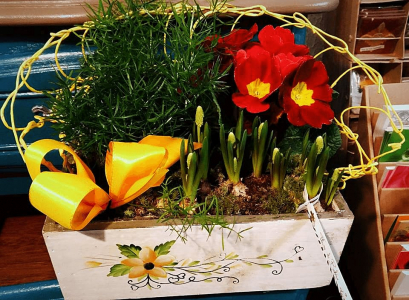 pot de plante grasse avec bulbes