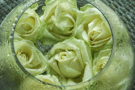 roses blanches de mariage